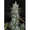 Auto Girl Scout Cookies, Фасовка: 5
